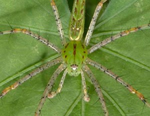 southern_spiders_3