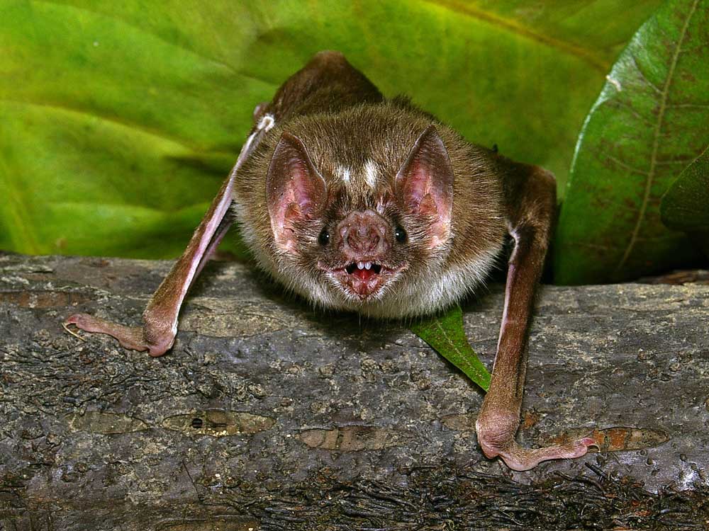 Why do vampire bats rarely attack humans?