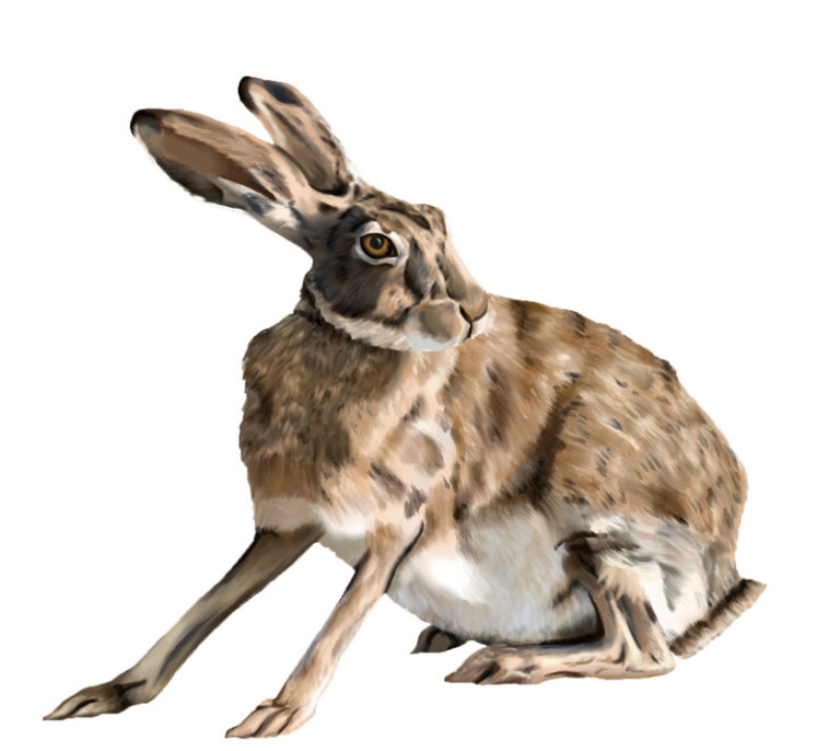 jackrabbit2